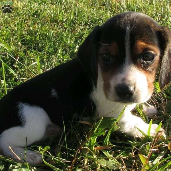 Lia, Beagle Mix Puppy